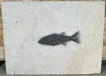 Predatory Mioplosus Fish Fossil - Wall Mount #8408-1